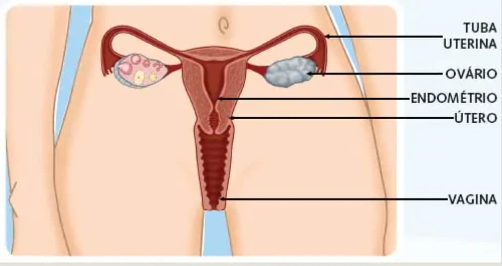Órgãos genitais femininos Órgãos genitais femininos