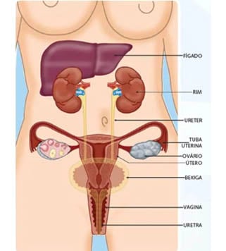 Aparelho genital feminino