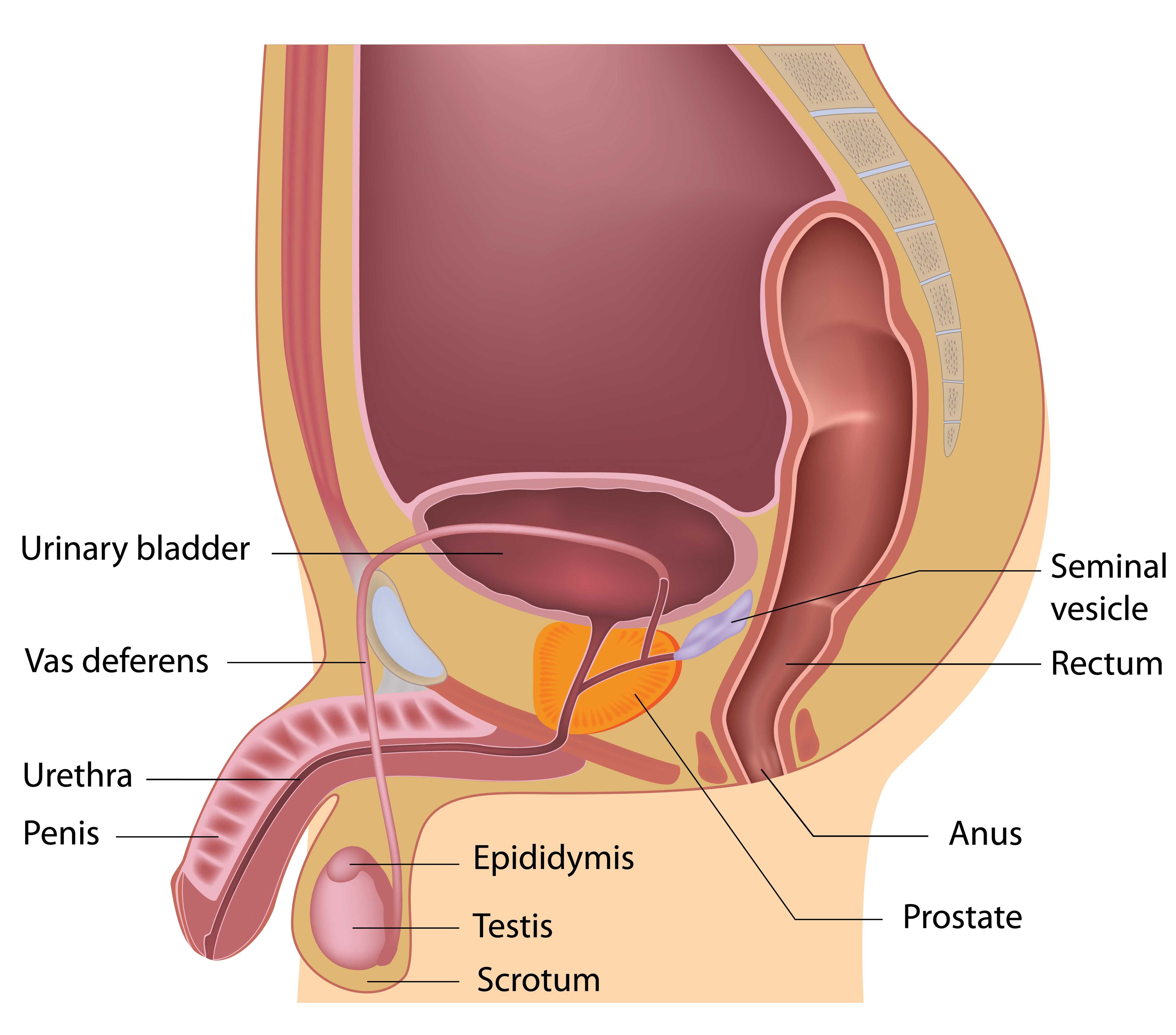Infertilidade masculina Infertilidade masculina